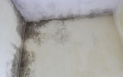 What to Do When You Find Black Mold from a Water Leak