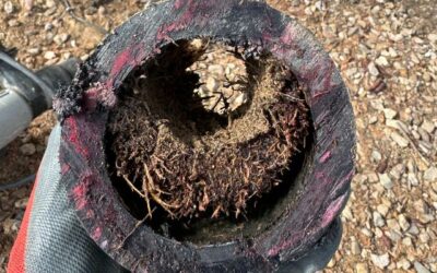 Why Tree Root Sewer Inspections Are Essential for Home Maintenance